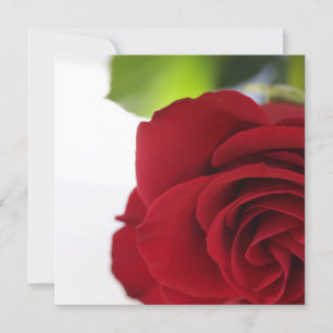 Rote Rose der Textflachkarte durch helle Farben