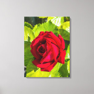 Rote Rose des nahen Leinendrucks Leinwanddruck