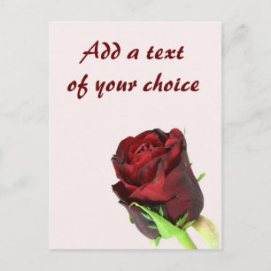 rote Rose des Single auf hellrosa Hintergrund Postkarte