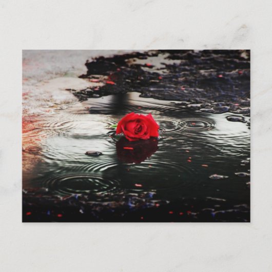 Rote Rose des Single im Regen Postkarte (Vorderseite)