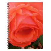 Rote Rose des Sommerkurses Notizblock (Vorderseite)