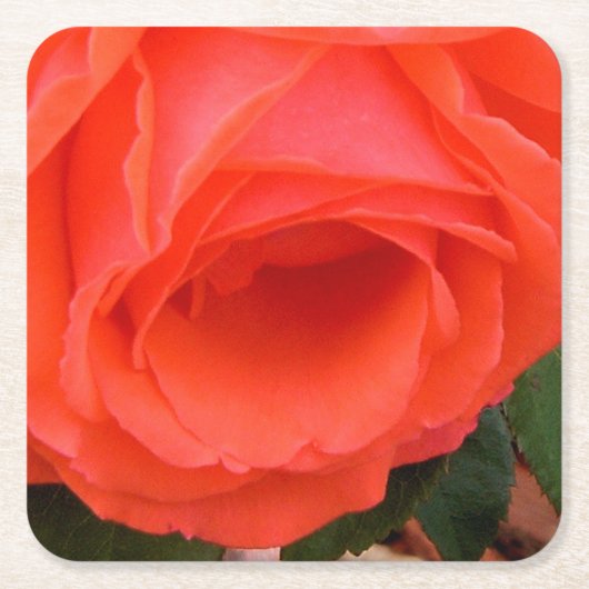 Rote Rose des Untersetzer im Sommer (Vorderseite)