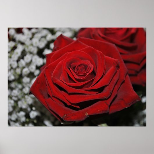 Rote Rose - Druck Poster (Vorne)
