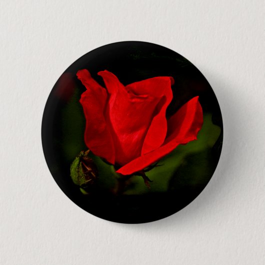 Rote Rose - dunkle Leidenschaft Button (Vorderseite)
