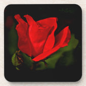 Rote Rose - dunkle Leidenschaft Getränkeuntersetzer (Vorderseite)