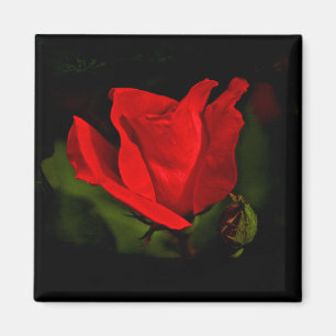Rote Rose - dunkle Passion Magnet