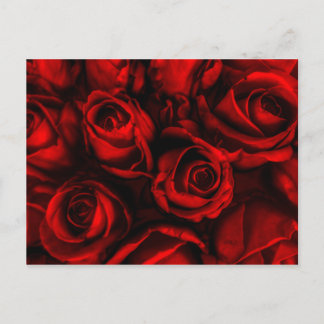Rote Rose Elegante Postkarte