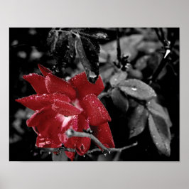 Rote Rose Farbe Splash Foto Poster