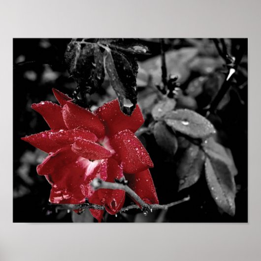Rote Rose Farbe Splash Foto Poster (Vorne)