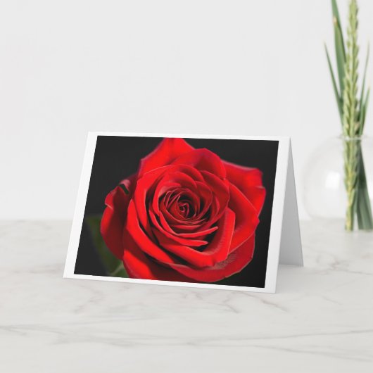 Rote Rose Feiertagskarte (Vorderseite)