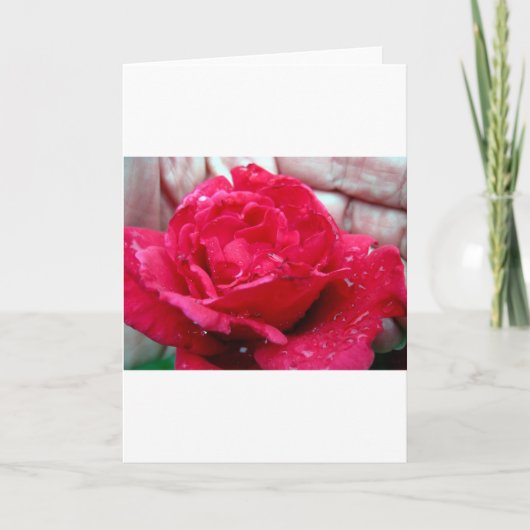 Rote Rose Feiertagskarte (Vorderseite)