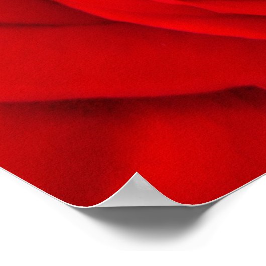 Rote Rose Floral Poster (Ecke)