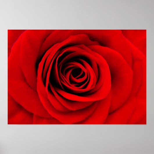 Rote Rose Floral Poster (Vorne)