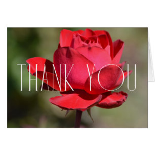 Rote Rose Floral Vielen Dank