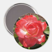 Rote Rose Foto Circle Magnet (Vorderseite/Rückseite)