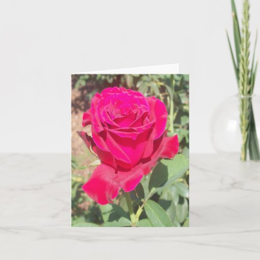 Rote Rose Foto Faltschachtel (Vorderseite)