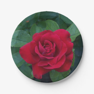 Rote Rose Foto Pappteller