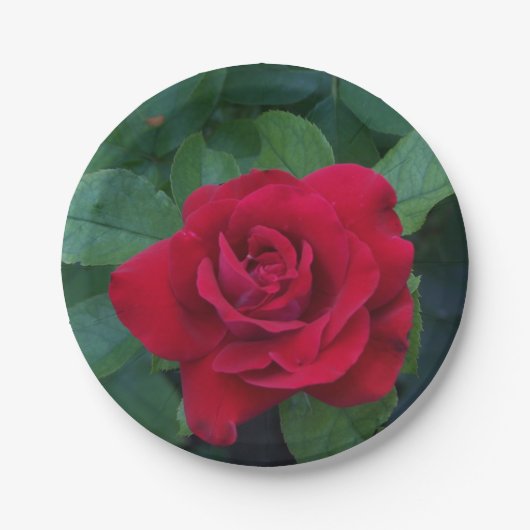Rote Rose Foto Pappteller (Vorderseite)