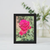 Rote Rose Foto Postkarte (Stehend Vorderseite)