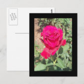 Rote Rose Foto Postkarte (Vorne/Hinten)