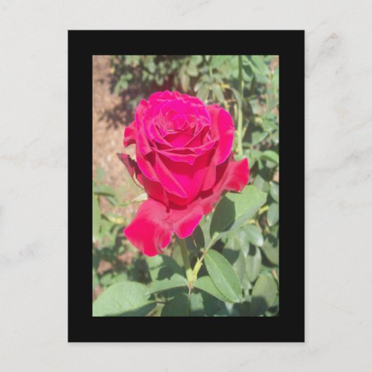 Rote Rose Foto Postkarte (Vorderseite)