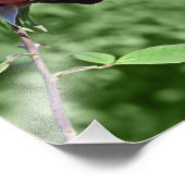 Rote Rose Foto Print (Ecke)