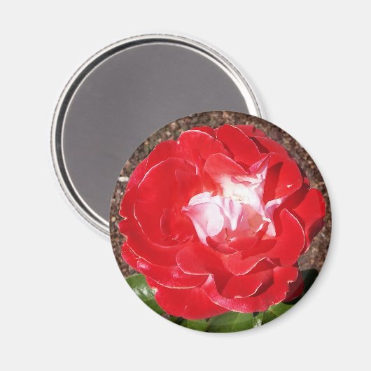 Rote Rose Foto Round Magnet (Vorderseite/Rückseite)