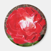 Rote Rose Foto Round Magnet (Vorne)