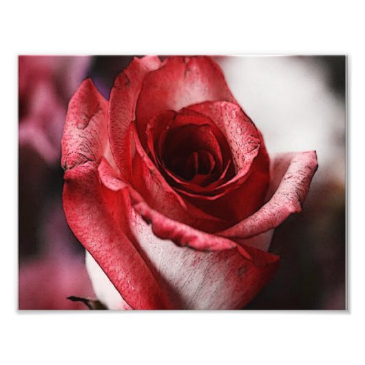 Rote Rose Fotodruck (Vorne)