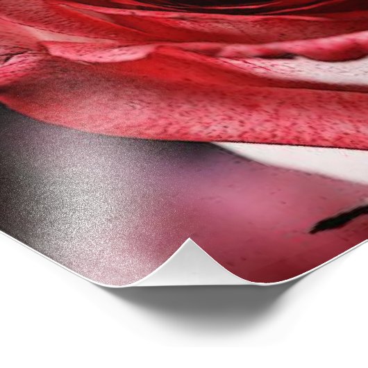 Rote Rose Fotodruck (Ecke)