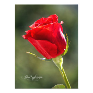 Rote Rose Fotodruck