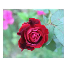Rote Rose Fotodruck
