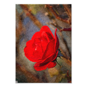 Rote Rose Fotodruck