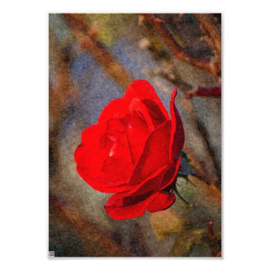 Rote Rose Fotodruck (Vorne)