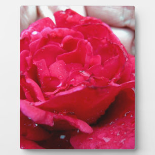 Rote Rose Fotoplatte