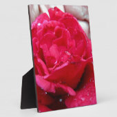 Rote Rose Fotoplatte (Seite)