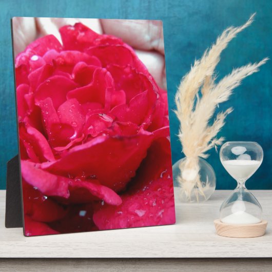 Rote Rose Fotoplatte (Seite)