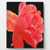 Rote Rose Fotoplatte (Vorderseite)