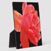 Rote Rose Fotoplatte (Seite)