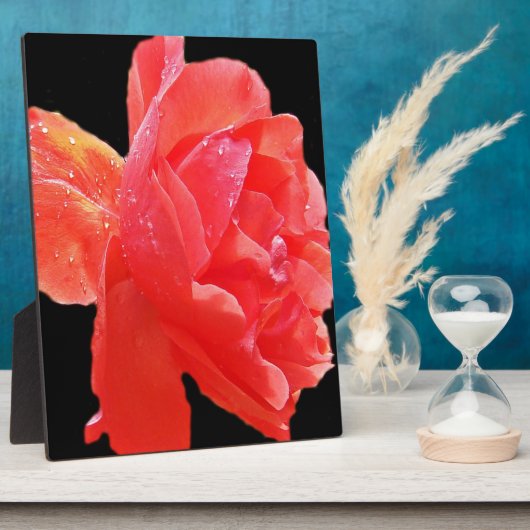Rote Rose Fotoplatte (Seite)