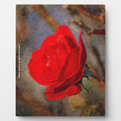 Rote Rose Fotoplatte (Vorderseite)