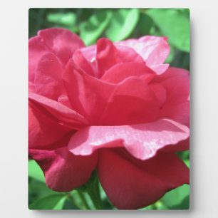 Rote Rose Fotoplatte