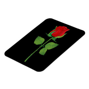 Rote Rose für langes Stechen Magnet