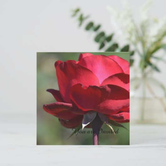 Rote Rose Geburtstag Einladung (Stehend Vorderseite)