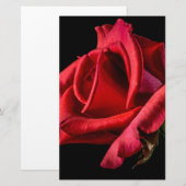 Rote Rose gegen schwarzen Hintergrund Briefpapier (Vorne/Hinten)