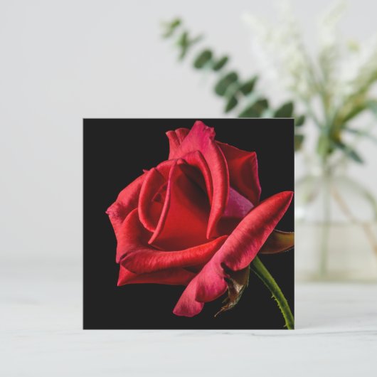 Rote Rose gegen schwarzen Hintergrund Karte (Stehend Vorderseite)