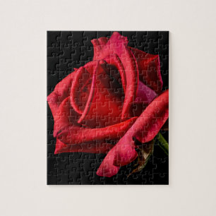 Rote Rose gegen schwarzen Hintergrund Puzzle