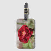 Rote Rose Gepäckanhänger (Vorderseite Vertikal)