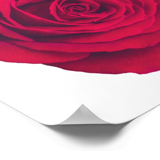 Rote Rose groß rechts Poster (Ecke)
