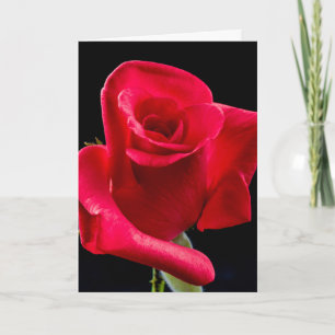 ROTE ROSE IN DER BEILEID-GREETKARTE KARTE